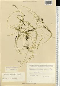 Лютик Кауфмана, Шелковник Кауфмана P.Clerc, Восточная Европа, Волжско-Камский район (E7) (Россия)