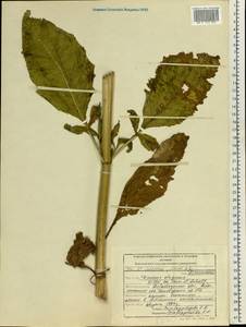 Ворсянка щетинистая Willd., Восточная Европа, Центральный лесостепной район (E6) (Россия)