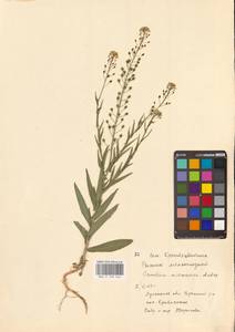 Рыжик мелкоплодный Andrz. ex DC., Восточная Европа, Северо-Украинский район (E11) (Украина)