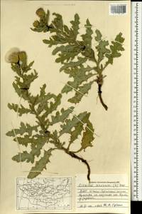 Бодяк полевой, Розовый осот (L.) Scop., Монголия (MONG) (Монголия)