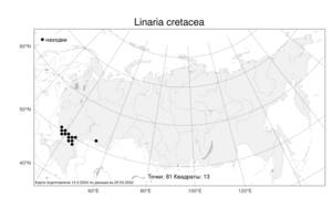 Linaria cretacea, Льнянка меловая Fisch. ex Spreng., Атлас флоры России (FLORUS) (Россия)