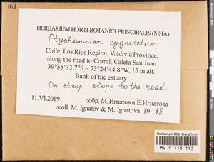 Ptychomnion cygnisetum (Müll. Hal.) Kindb., Гербарий мохообразных, Мхи - Америка (BAm) (Чили)