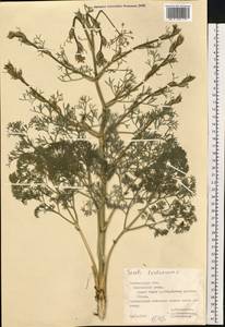 Жабрица извилистая L., Восточная Европа, Центральный лесостепной район (E6) (Россия)