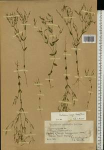 Centaurium pulchellum var. meyeri (Bunge) Omer, Восточная Европа, Нижневолжский район (E9) (Россия)