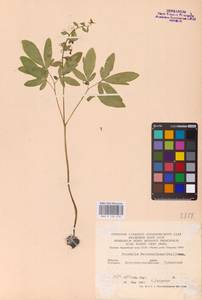 Хохлатка полая (L.) Schweigg. & Körte, Восточная Европа, Центральный лесостепной район (E6) (Россия)