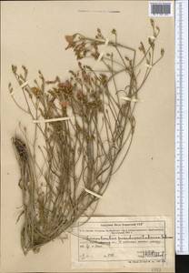 Вьюнок ложнокантабрийский, Средняя Азия и Казахстан, Муюнкумы, Прибалхашье и Бетпак-Дала (M9) (Казахстан)