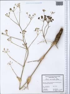 Ferula microcolea (Boiss.) Boiss., Зарубежная Азия (ASIA) (Иран)