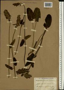 Betonica officinalis subsp. officinalis, Восточная Европа, Центральный лесостепной район (E6) (Россия)