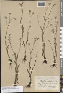 Myosotis alpestris subsp. suaveolens (Waldst. & Kit. ex Willd.) Strid, Восточная Европа, Центральный лесостепной район (E6) (Россия)