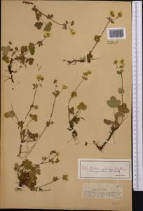 Лапчатка Кранца холодная (C.A.Mey.) Soják, Средняя Азия и Казахстан, Джунгарский Алатау и Тарбагатай (M5) (Казахстан)