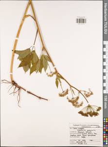 Сныть обыкновенная L., Восточная Европа, Центральный район (E4) (Россия)