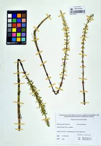 Hippuris ×lanceolata Retz., Сибирь, Чукотка и Камчатка (S7) (Россия)