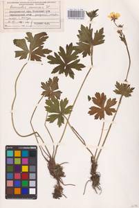 Ranunculus polyanthemos subsp. nemorosus (DC.) Schübl. & G.Martens, Восточная Европа, Западно-Украинский район (E13) (Украина)