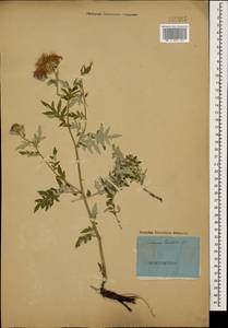 Псефеллюс подбеленный (Willd.) C. Koch, Кавказ (без точных местонахождений) (K0)