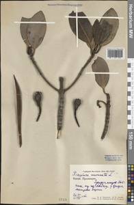 Rhizophora mucronata Lam., Зарубежная Азия (ASIA) (КНР)