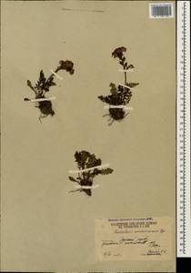 Мытник Нордманна Bunge, Кавказ, Южная Осетия (K4b) (Южная Осетия)