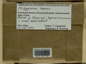 Platygyrium repens (Brid.) Schimp., Гербарий мохообразных, Мхи - Центральное Нечерноземье (B6) (Россия)