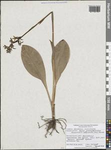 Любка зеленоцветковая (Custer) Rchb., Восточная Европа, Центральный лесостепной район (E6) (Россия)