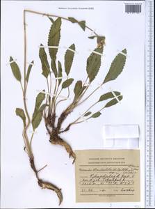 Phlomoides ebracteolata (Popov) Adylov, Kamelin & Makhm., Средняя Азия и Казахстан, Западный Тянь-Шань и Каратау (M3) (Киргизия)