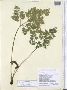 Pteroselinum austriacum (Jacq.) Rchb., Западная Европа (EUR) (Болгария)