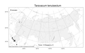 Taraxacum tenuisectum, Одуванчик тонкорассеченный Sommier & Levier, Атлас флоры России (FLORUS) (Россия)