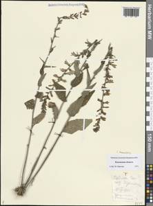 Колокольчик болонский L., Восточная Европа, Центральный район (E4) (Россия)