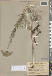 Жабрица однолетняя L., Восточная Европа, Нижневолжский район (E9) (Россия)