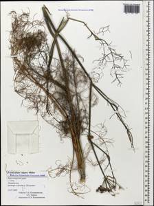 Anethum foeniculum L., Кавказ, Черноморское побережье (от Новороссийска до Адлера) (K3) (Россия)