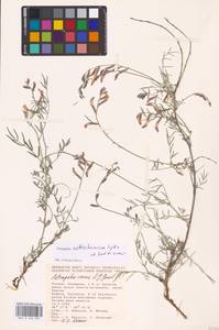 Astragalus astrachanicus Sytin & Laktionov, Восточная Европа, Нижневолжский район (E9) (Россия)