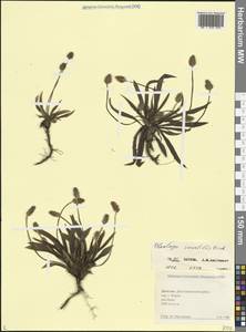 Plantago atrata subsp. spadicea (Pilg.) Pilg., Кавказ, Дагестан (K2) (Россия)