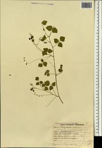 Rhynchosia minima (L.)DC., Зарубежная Азия (ASIA) (Индия)