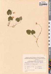 Viola epipsila subsp. repens (Turcz.) W.Becker, Сибирь, Чукотка и Камчатка (S7) (Россия)