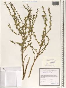 Halothamnus auriculus (Moq.) Botsch., Зарубежная Азия (ASIA) (Иран)