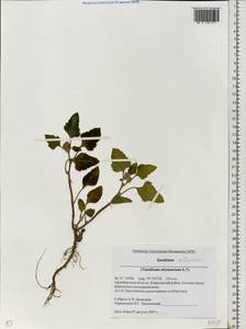 Xanthium orientale var. albinum (Widd.) Adema & M. T. Jansen, Восточная Европа, Восточный район (E10) (Россия)