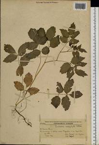 Сердечник крупнолистный Willd., Сибирь, Дальний Восток (S6) (Россия)