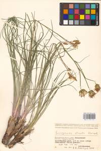 Pseudopodospermum tauricum (M. Bieb.) Vasjukov & Saksonov, Восточная Европа, Нижневолжский район (E9) (Россия)