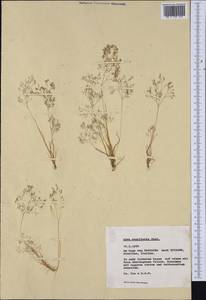 Аира элегантная Willd. ex Roem. & Schult., Западная Европа (EUR) (Италия)