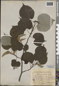 Липа сердцелистная, Липа мелколистная Mill., Восточная Европа, Центральный лесной район (E5) (Россия)