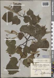 Липа сердцелистная, Липа мелколистная Mill., Восточная Европа, Северо-Западный район (E2) (Россия)