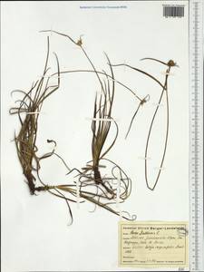 Carex baldensis L., Западная Европа (EUR) (Италия)
