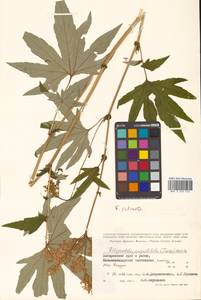 Filipendula digitata (Willd.) Bergmans, Сибирь, Дальний Восток (S6) (Россия)