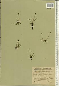 Подорожник морской ситниковидный (Lam.) Hultén, Восточная Европа, Северный район (E1) (Россия)