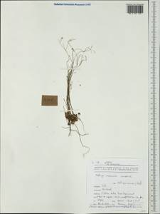 Paramollugo nudicaulis (Lam.) Thulin et al., Австралия и Океания (AUSTR) (Новая Каледония)