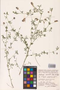 Medicago lessingii Fisch. & C.A.Mey. ex Kar., Средняя Азия и Казахстан, Прикаспийский Устюрт и Северное Приаралье (M8) (Казахстан)