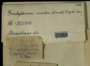 Brachythecium rivulare Schimp., Гербарий мохообразных, Мхи - Москва и Московская область (B6a) (Россия)