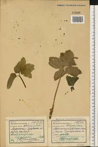 Дудник лекарственный, Дягиль лекарственный L., Восточная Европа, Северный район (E1) (Россия)