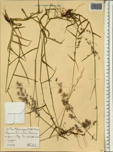 Мелинис ползучий (Willd.) Zizka, Африка (AFR) (Эфиопия)