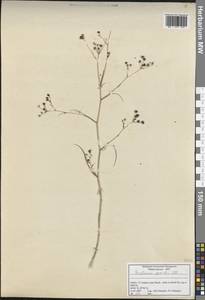 Bupleurum gerardi All., Зарубежная Азия (ASIA) (Турция)