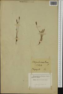 Wangenheimia lima (L.) Trin., Западная Европа (EUR) (Неизвестно)