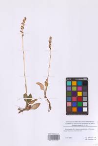 Гудайера ползучая (L.) R.Br., Восточная Европа, Московская область и Москва (E4a) (Россия)